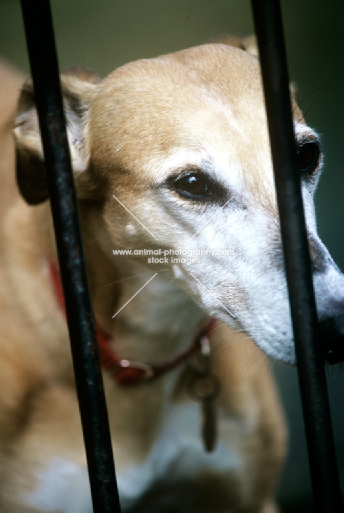 lurcher behind bars