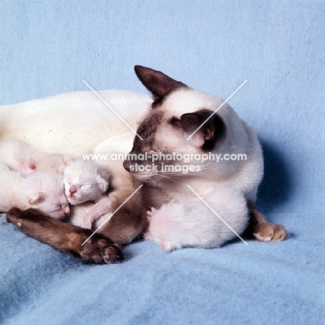 chocolate point siamese cat with kittens 