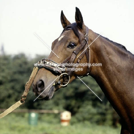 horse wearing lunging caveson