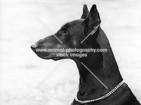 dobermann with cropped ears