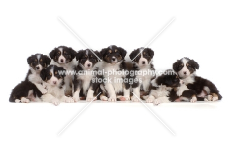8 Border Collie puppies