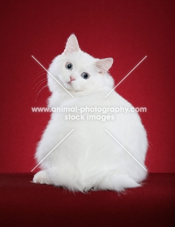 white Cymric cat