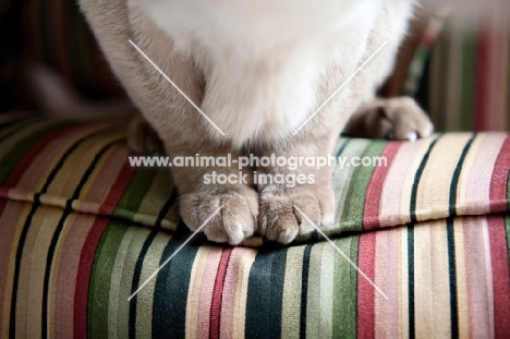 detail of tonkinese cat front paws