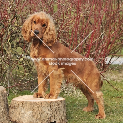 English Cocker Spaniel standing on tree stump