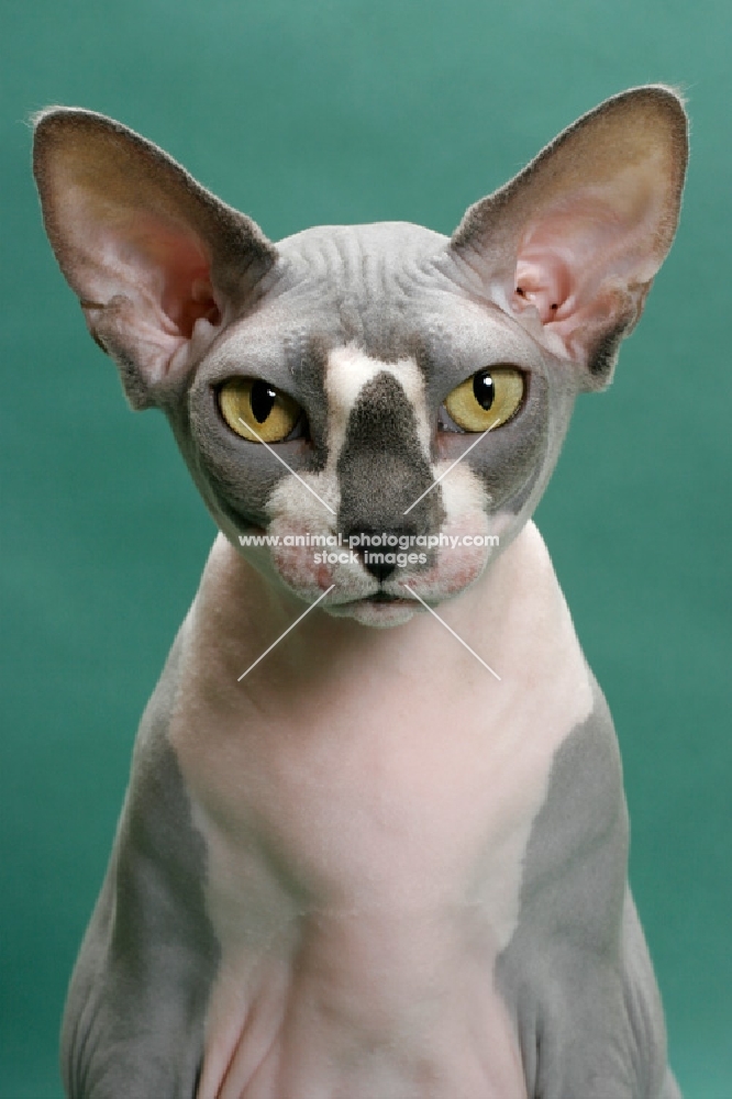 Blue & White Sphynx portrait