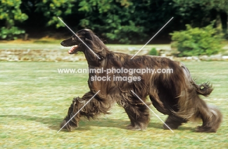 ch montravia kaskarak hitari, afghan hound, crufts bis, trotting across lawn