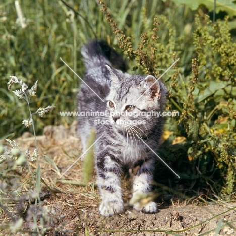 silver tabby kitten