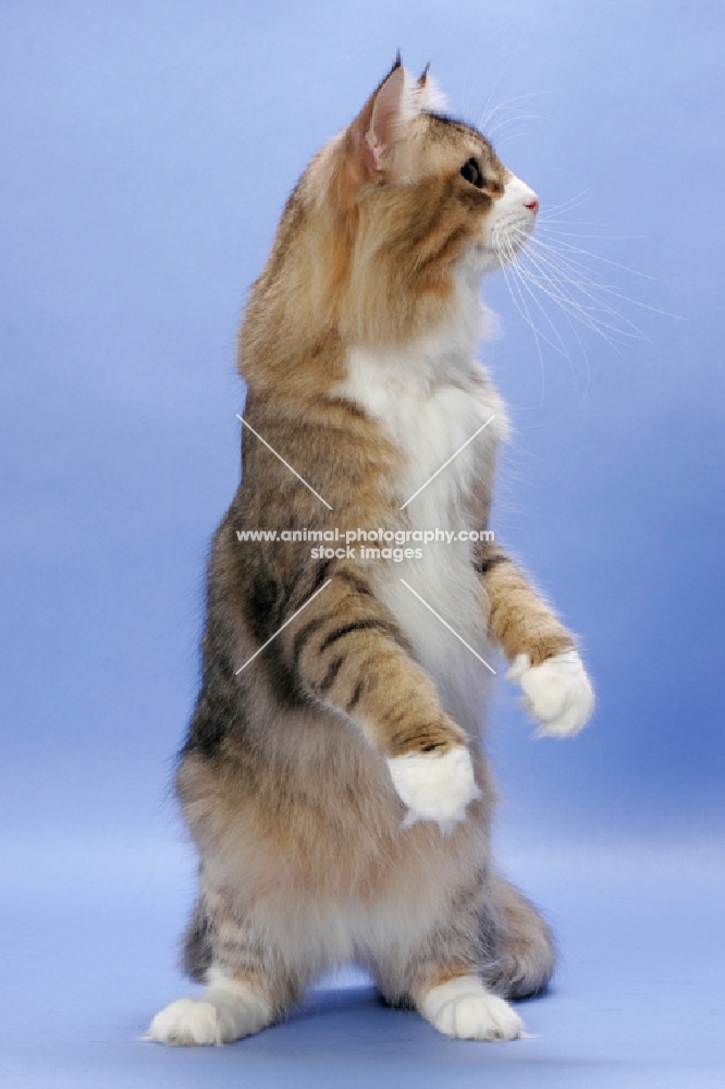 Brown Mackerel Tabby & White Norwegian Forest cat