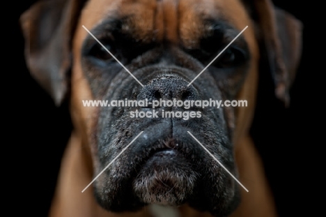 Boxer on dark background