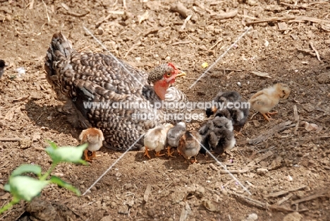 Naked neck hen with chicks