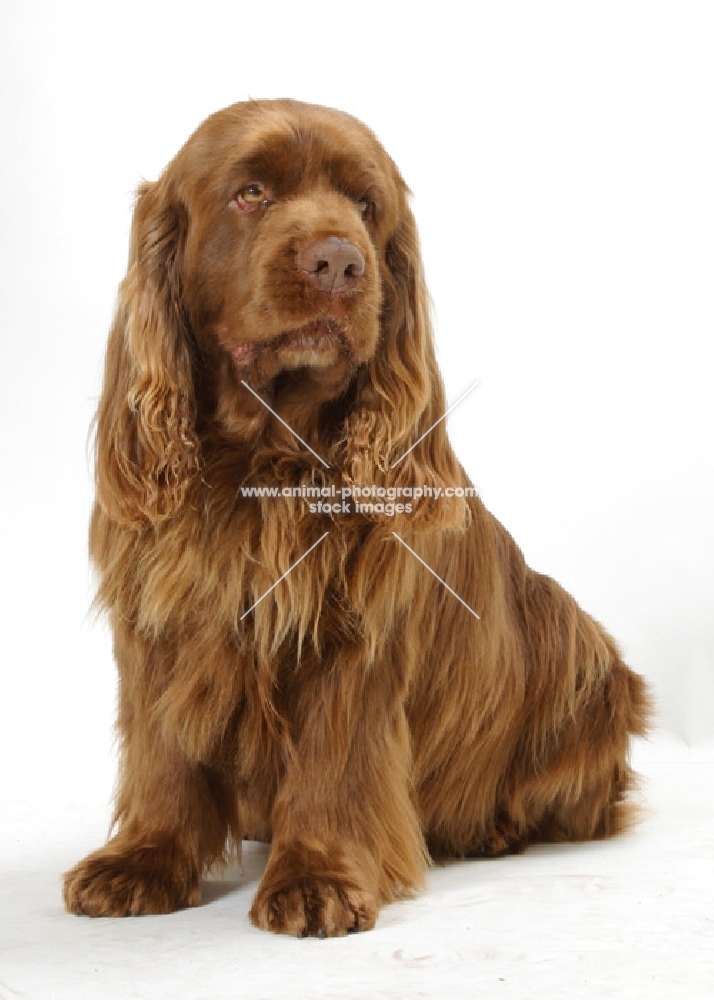 Australian Champion Golden Liver Sussex Spaniel in studio