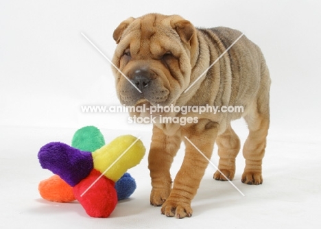 12 week old sable Shar Pei with toy