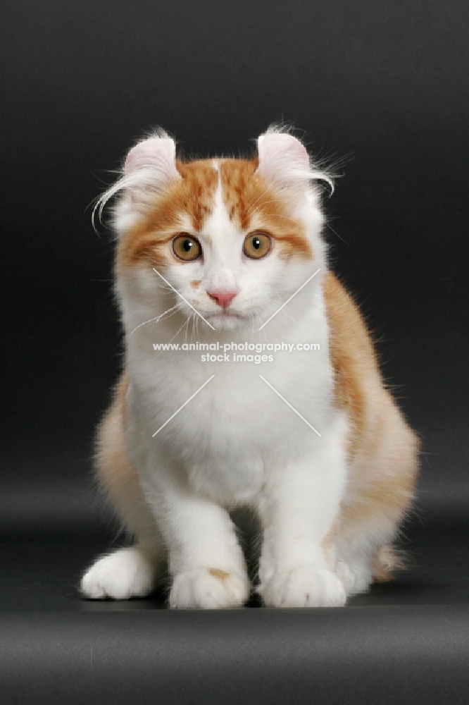 Red Mackerel Tabby & White American Curl, looking at camera