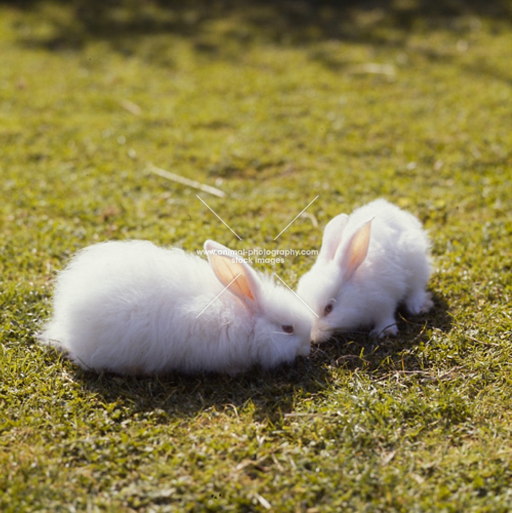 two fluffy white rabbits