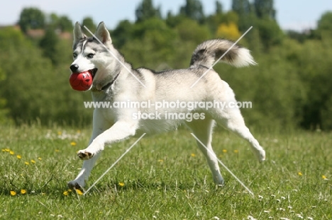 Siberian Husky with ball