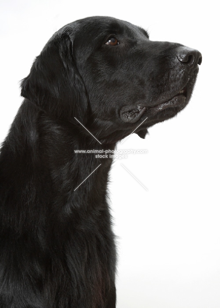 Australian champion flatcoat retriever looking up, portrait on white background