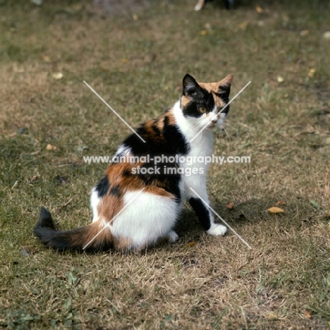 champion pathfinders rachel, tortoiseshell and white short haired cat