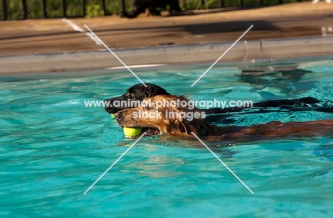 two dogs in water