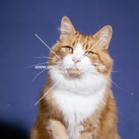 ginger and white cat