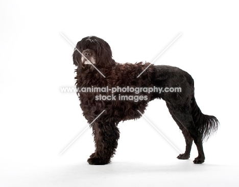 Portuguese Water Dog on white background