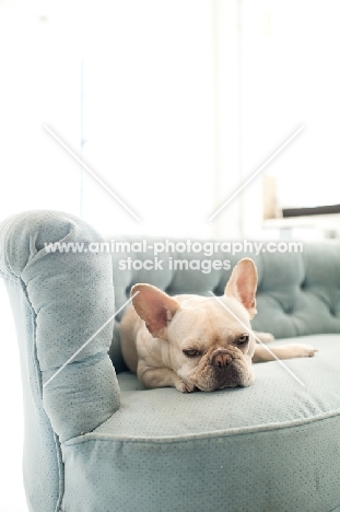 Fawn French Bulldog lying on vintage blue Chesterfield sofa.