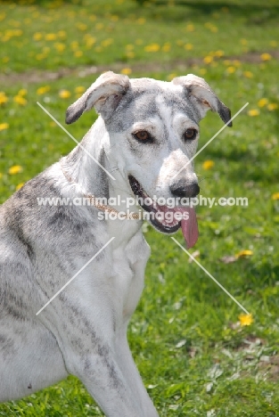 Cretan Hound (Kritikos Ichnilatis)