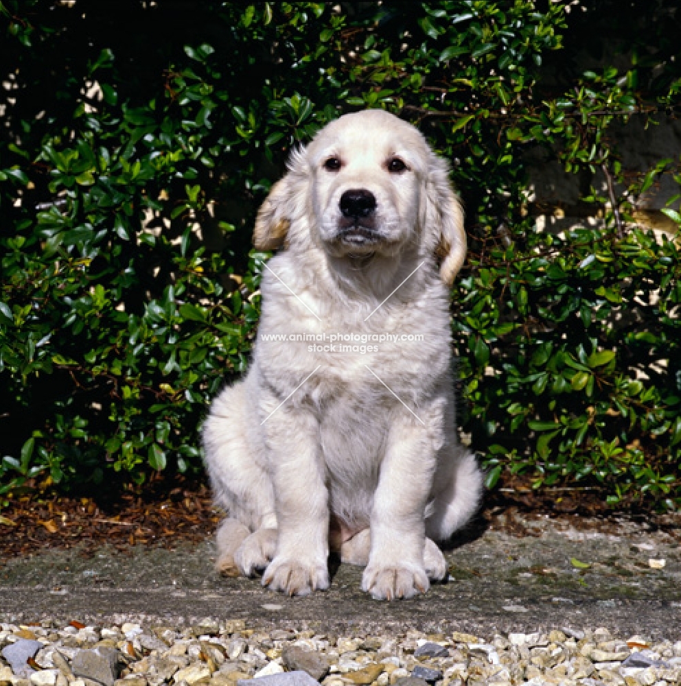 golden retriever puppy sitting on a path