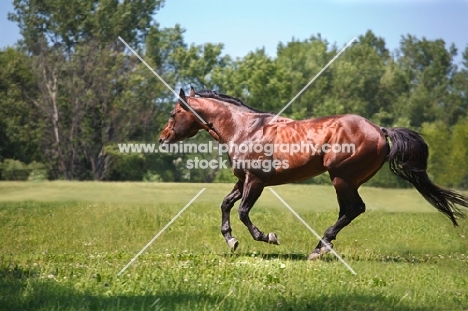 quarter horse running in field