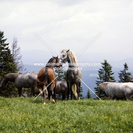 2 lipizzaner colts sizing each other up at stubalm, piber