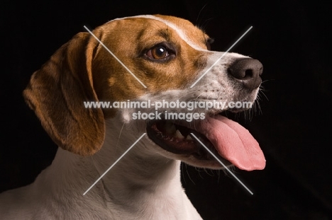 Beagle portrait in studio