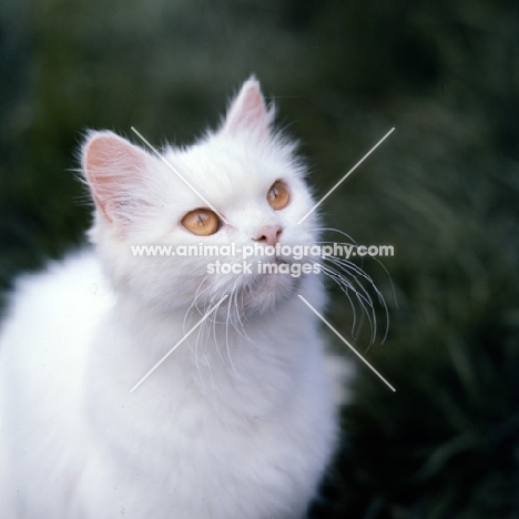 orange eyed white long hair cat out of coat 