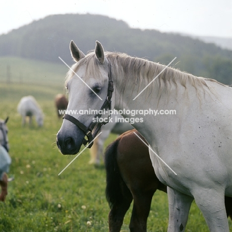 portrait of a beautiful Lipizzaner mare at piber