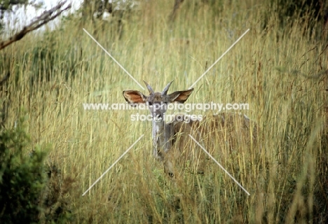 juvenile kudu in ithala np south africa