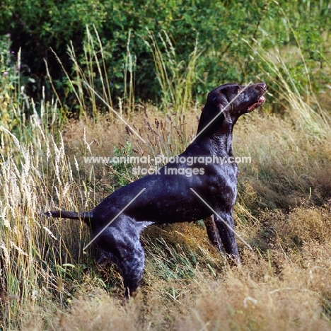 sh ch hillanhi laith (abbe) german shorthaired pointer awaiting command