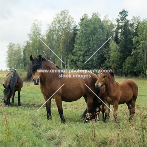 uno-malva 18918, north swedish mare in group with two foals in sweden,