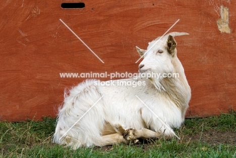 Golden Guernsey goat lying down