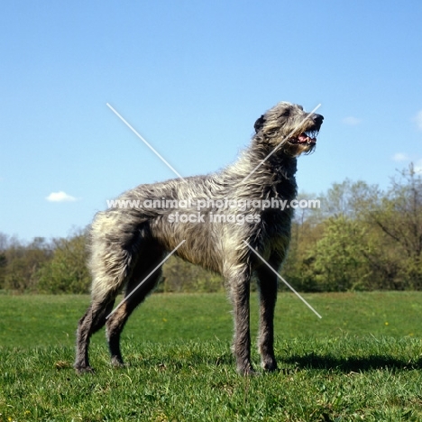 am ch cruachan barbaree olympian, deerhound standing in a field