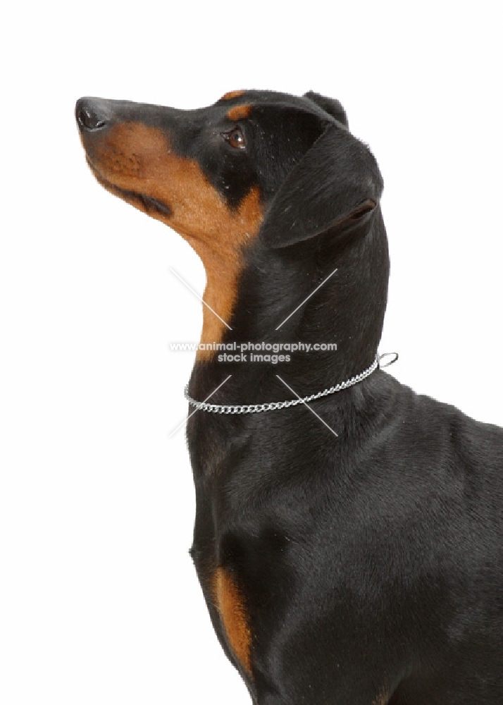 Australian Champion German Pinscher, profile