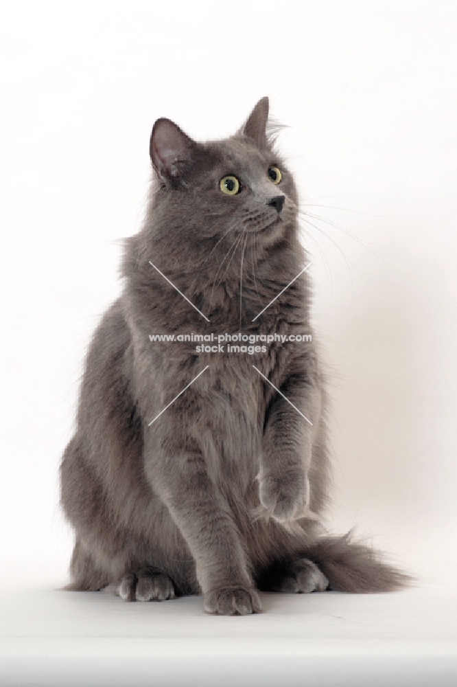 Neutered Nebelung, on white background, portrait format