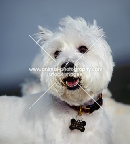 West Highland White Terrier wearing name tag