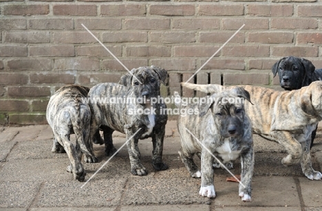 five Cimarron Uruquayo puppies on pavement