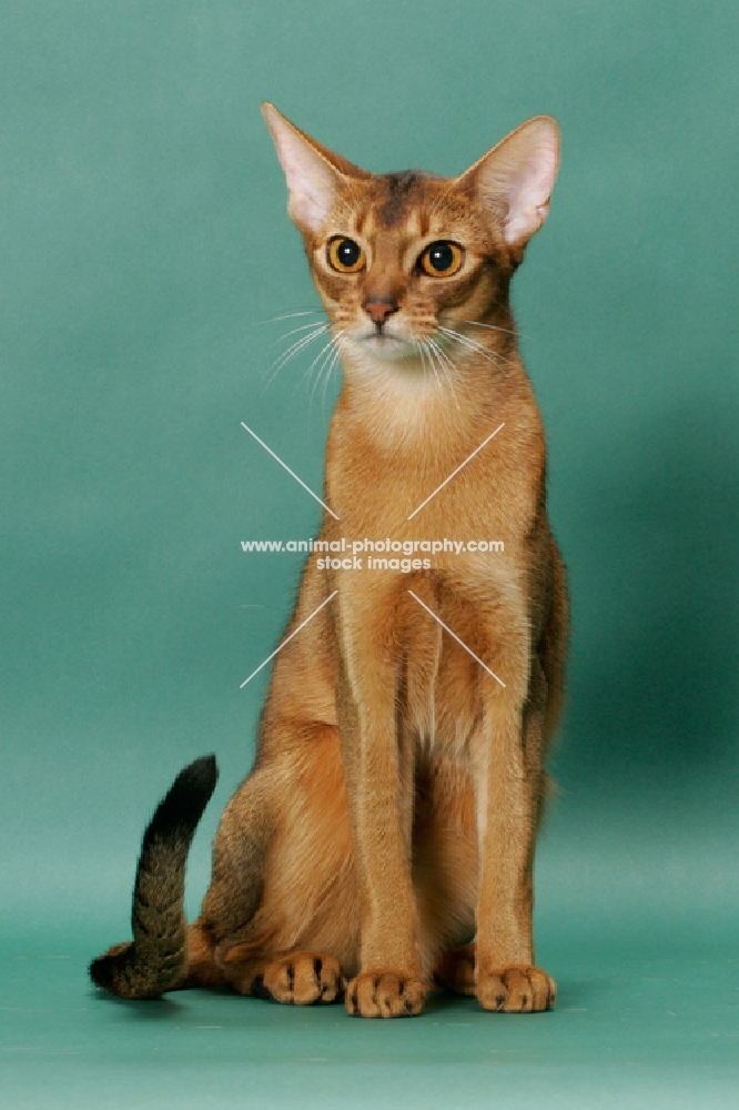 1 year old ruddy (usual) Abyssinian cat