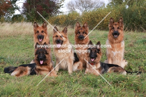 young German Shepherd Dogs (Alsatians)