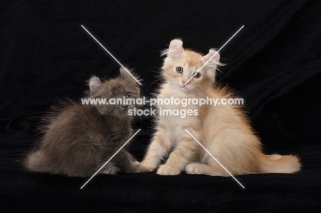 two American Curl kittens