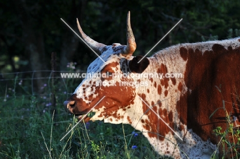 Nguni Cattle grazing