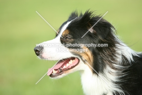 Border Collie profile