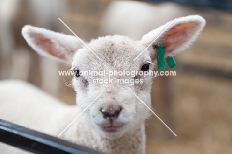 Lamb looking over fence at the camera.