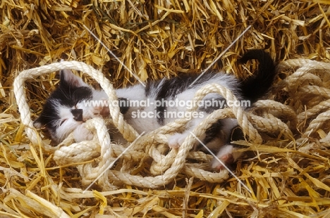 kitten on straw, playing with rope