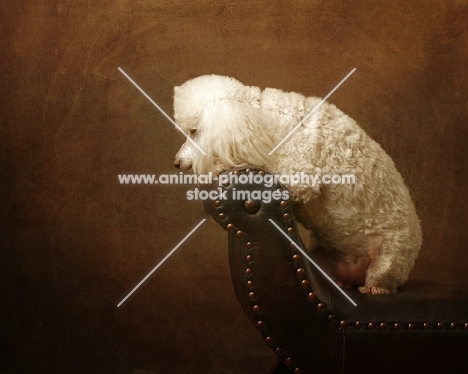 white Miniature Poodle on bench