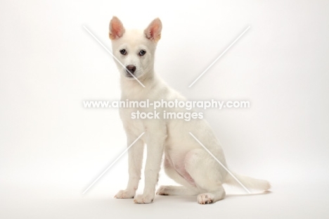 Kishu puppy sitting down